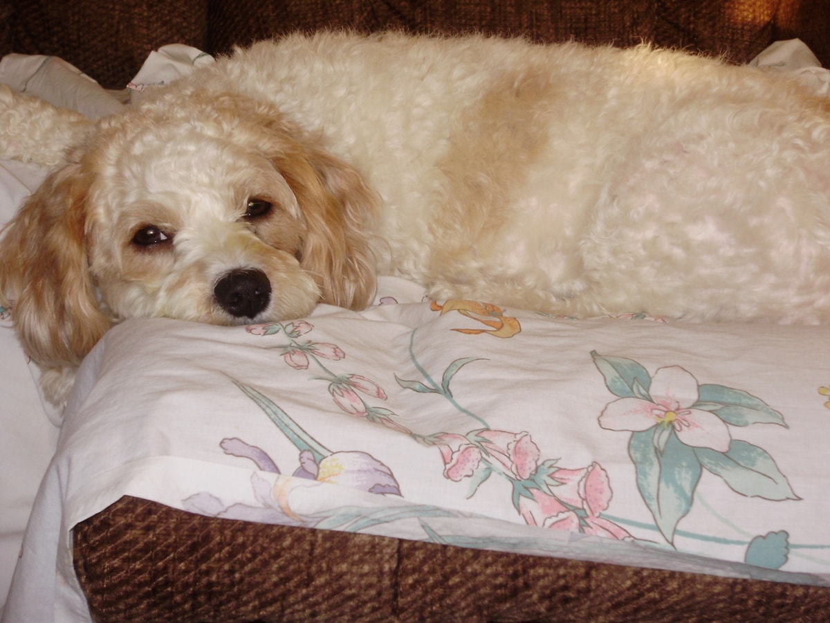 Meaning of the word Jump NaBloPoMo Baking Beauty