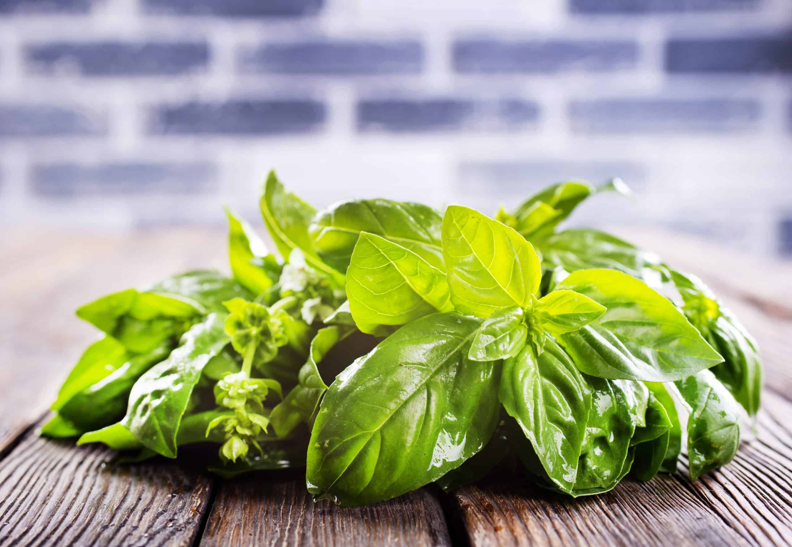 fresh basil on wooden table