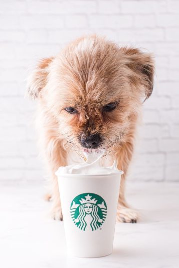 A dog enjoying a Starbucks Puppuccino.
