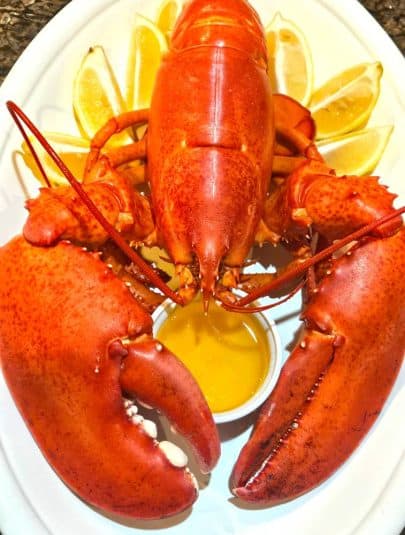 Close up of Maine Lobster.