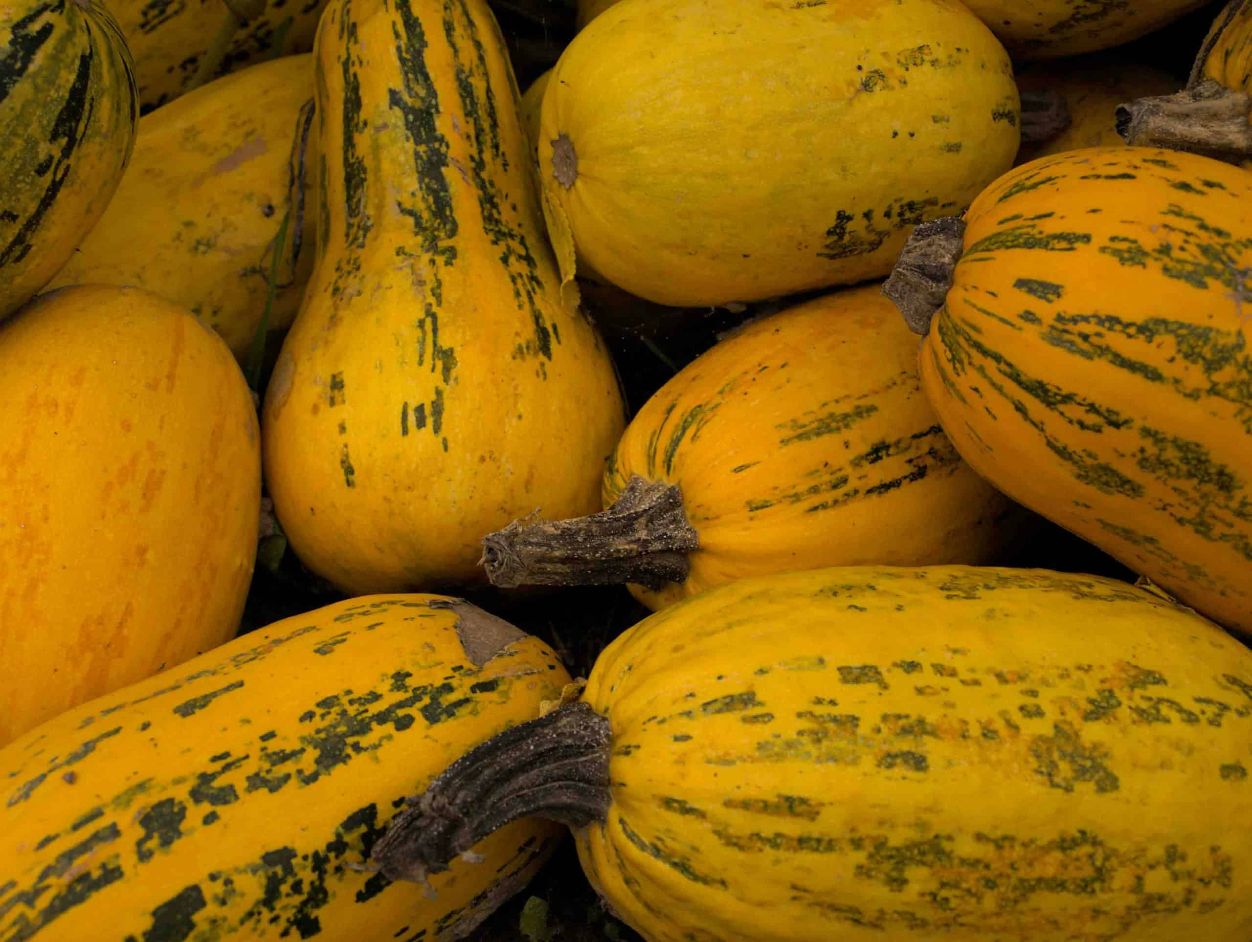 A detailed close-up shot of vibrant yellow spaghetti squash, perfect for fall recipes.